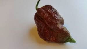 Carolina heirloom vegetable seeds mix for planting