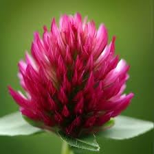 Crimson Flower Seeds – Heirloom Non-GMO Blooming Seeds for Bold and Colorful Garden Displays