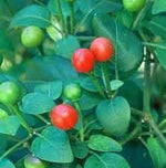 Chiltepín Pepper Capsicum annuum seeds for garden planting
