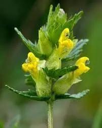 Yellow Rattle Flower Seeds for Planting Dhara Seeds