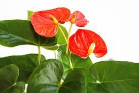Anthurium Plant Seeds for Planting - 100 seeds for planting in home garden