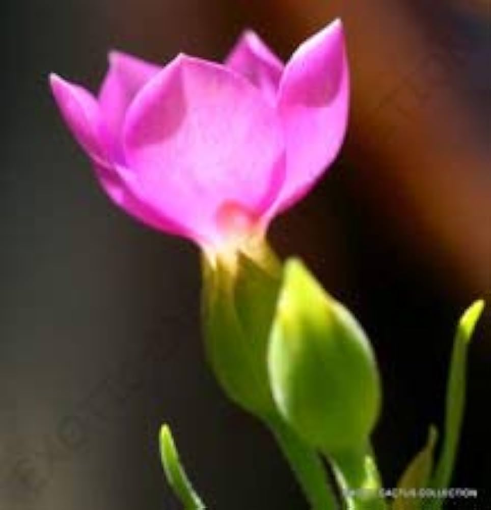Orphium Frutescens seeds for South African flower garden planting