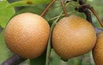 Wild pear Pyrus communis bonsai seeds for ornamental garden