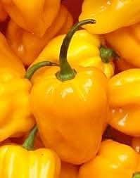 Habanero Pepper Seeds for Planting