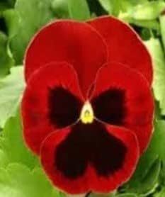 Pansy Flower Red Heirloom Non Gmo Image