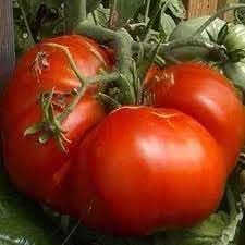 Zac Tomato Vegetable Seeds for Planting, heirloom & Non-GMO Seeds