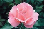 Rose Queen Elizabeth Plant Seeds for Planting Non-GMO Heirloom Garden Seeds for Growing Dhara Seeds