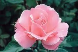 Rose Queen Elizabeth Plant Seeds for Planting Non-GMO Heirloom Garden Seeds for Growing for planting in home garden