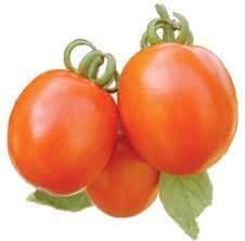 Campbell’s Soup Tomato Solanum lycopersicum seeds for planting