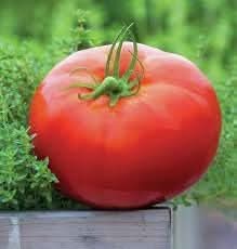 Whopper Tomato Solanum lycopersicum seeds for garden planting
