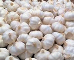 Garlic Allium sativum plant seeds for garden planting