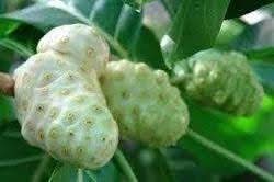 Noni Fruit Seeds for Growing Health-Boosting Trees