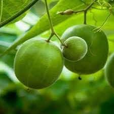 Luo Han Guo Fruit Seeds for Planting - Growing Sweet, Medicinal Fruits, Heirloom Seeds