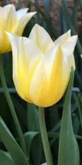 Yellow White Tulip Flower Seeds for Planting – Heirloom, Non-GMO, Beautiful Blooms Dhara Seeds