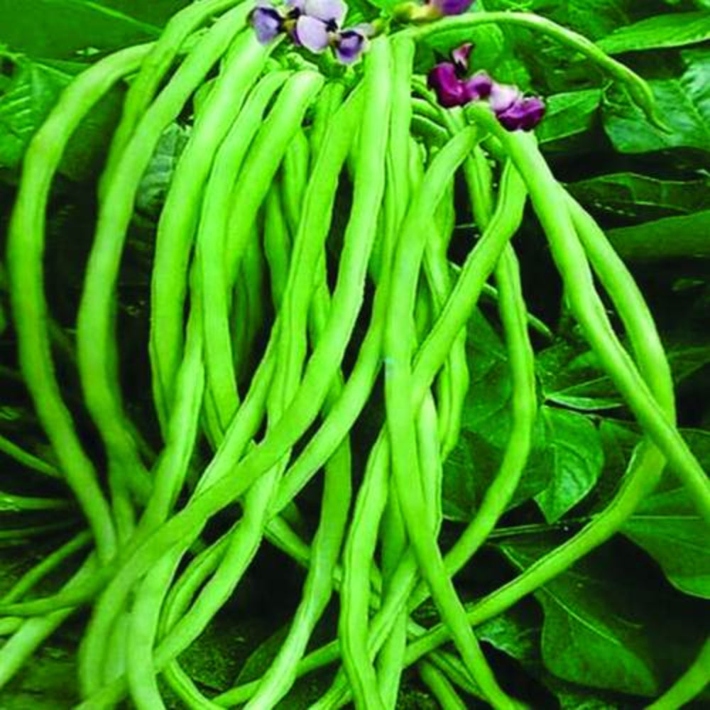 Cow Pea Vegetable Seeds for Planting