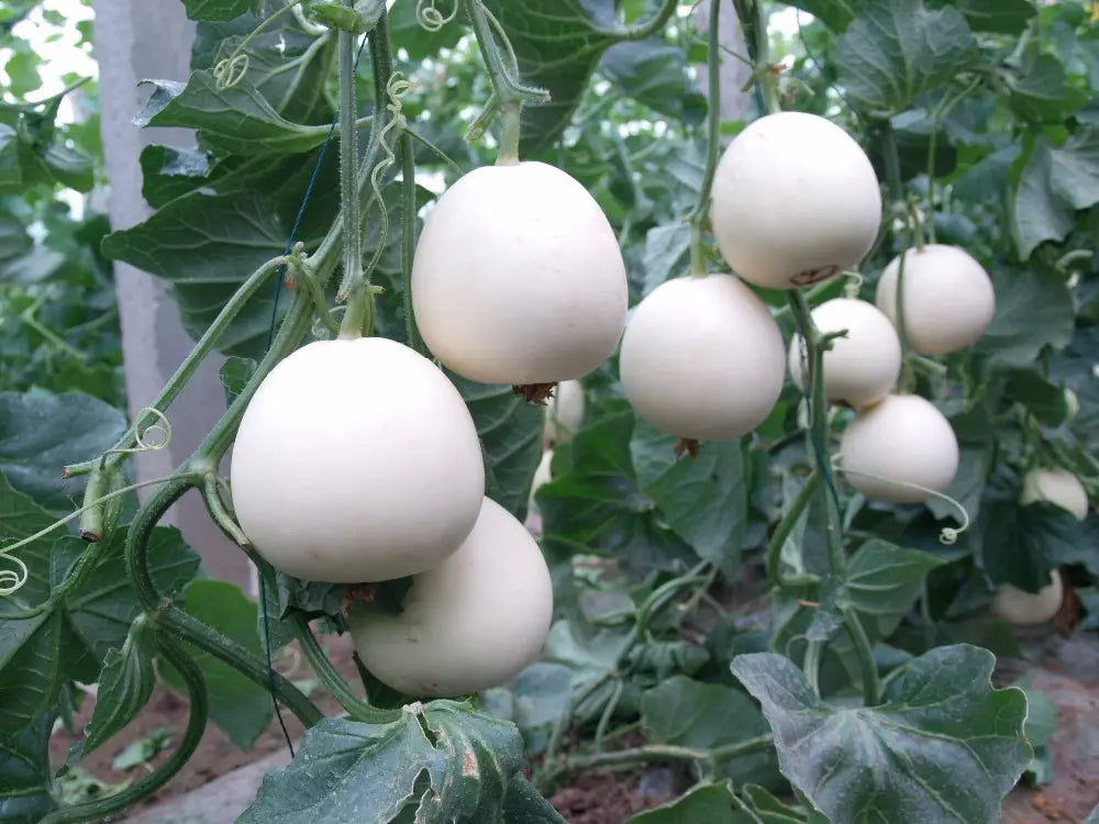 HAMI Melon Fruit Seeds White