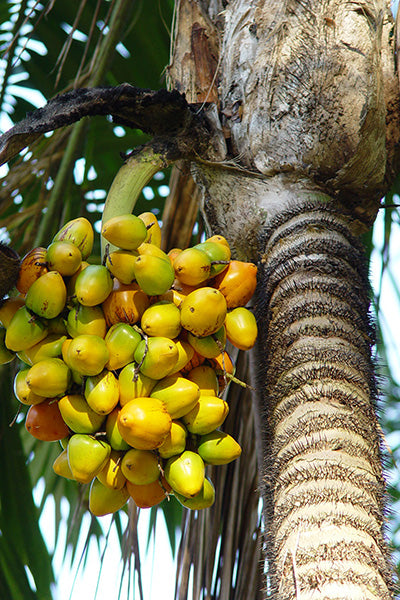 Peach Palm Fruit Seeds