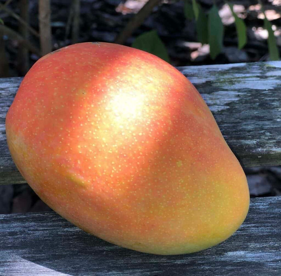 Saigon Mango – Sweet and Juicy Tropical Fruit from Vietnam