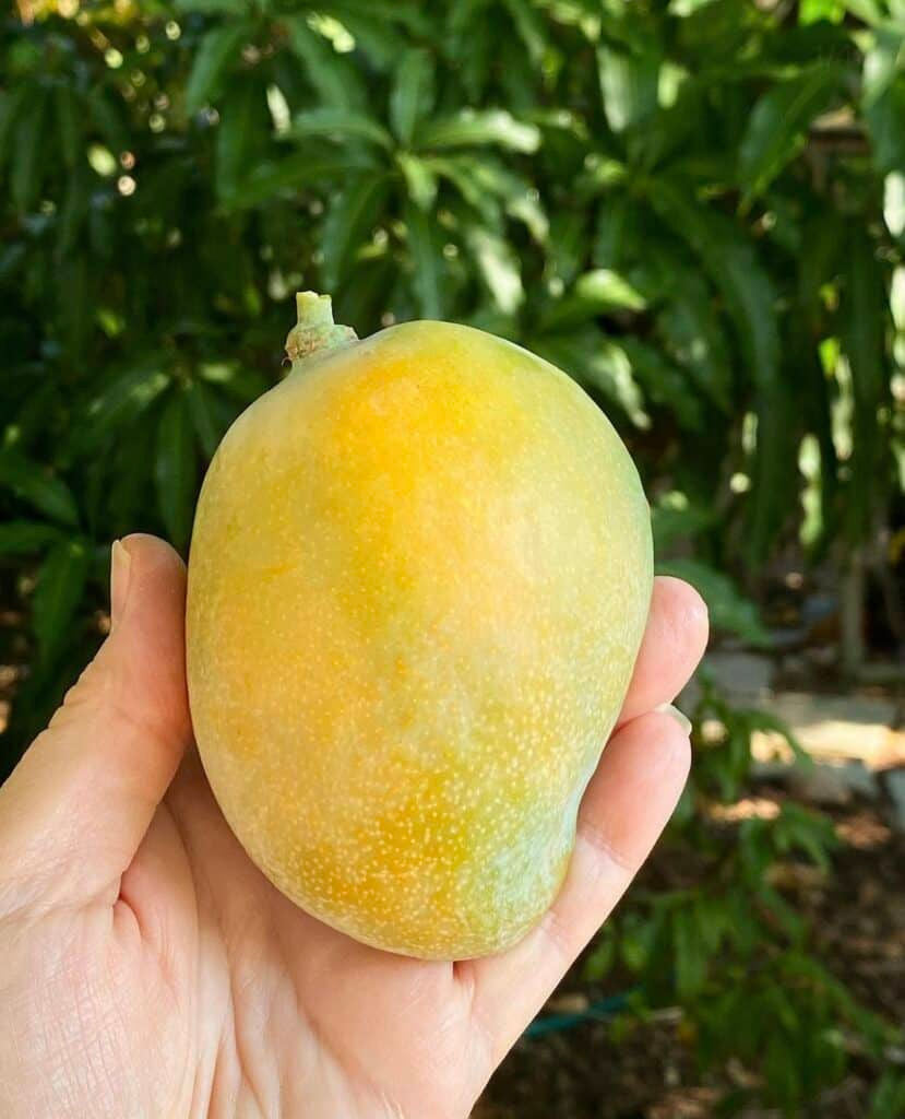 Saigon Mango – Sweet and Juicy Tropical Fruit from Vietnam