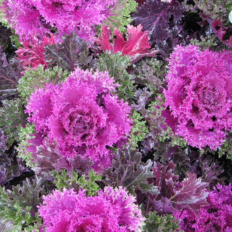 Kale ‘Chidori Red’ Flower Seeds – Ruffled ornamental leaves for winter color