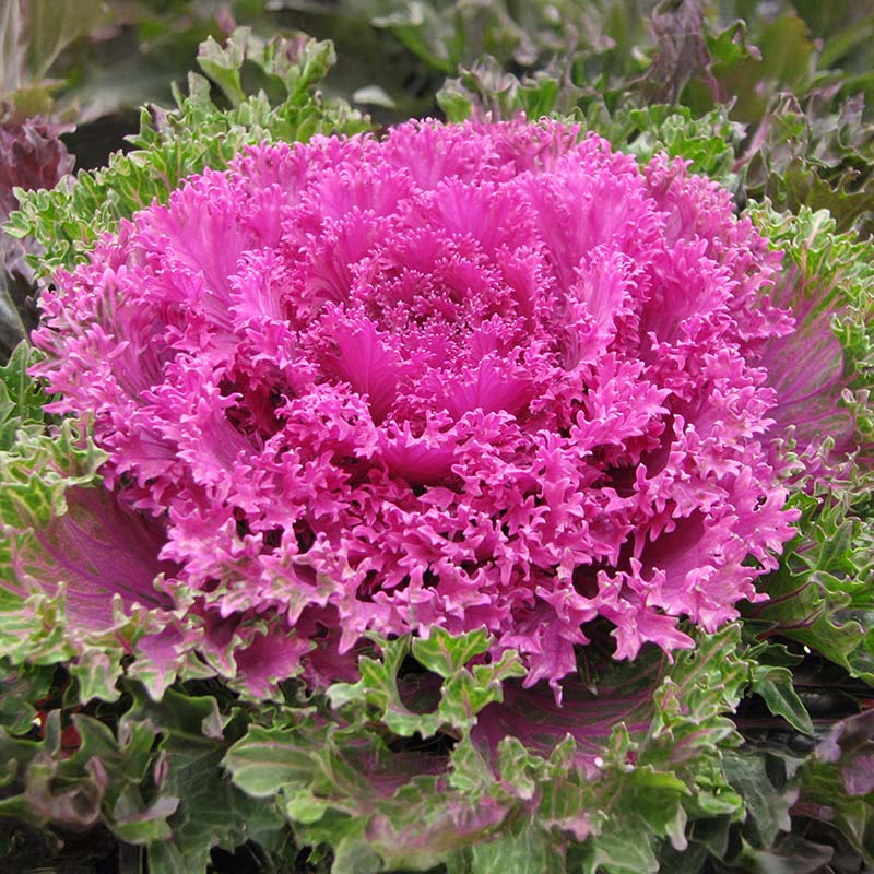 Kale ‘Chidori Red’ Flower Seeds – Ruffled ornamental leaves for winter color