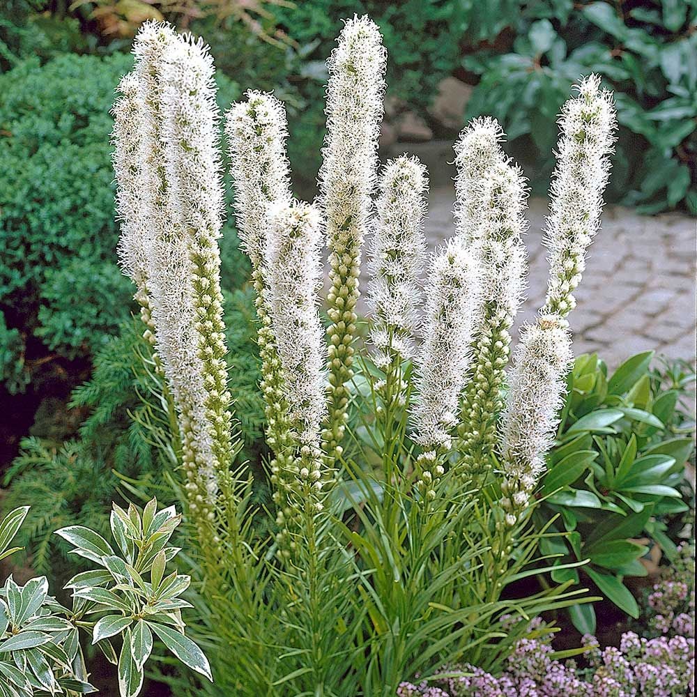 Blazing Star - Floristan White