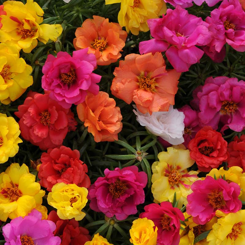 flowers high quality flower seeds for growing vibrant and colorful blooms in home gardens and landscapes organic flowers premium organic flower seeds for sustainable gardening and beautiful blossoms suitable for all climates