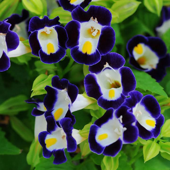 Torenia Kauai Flower Seeds for Planting Dark Violet