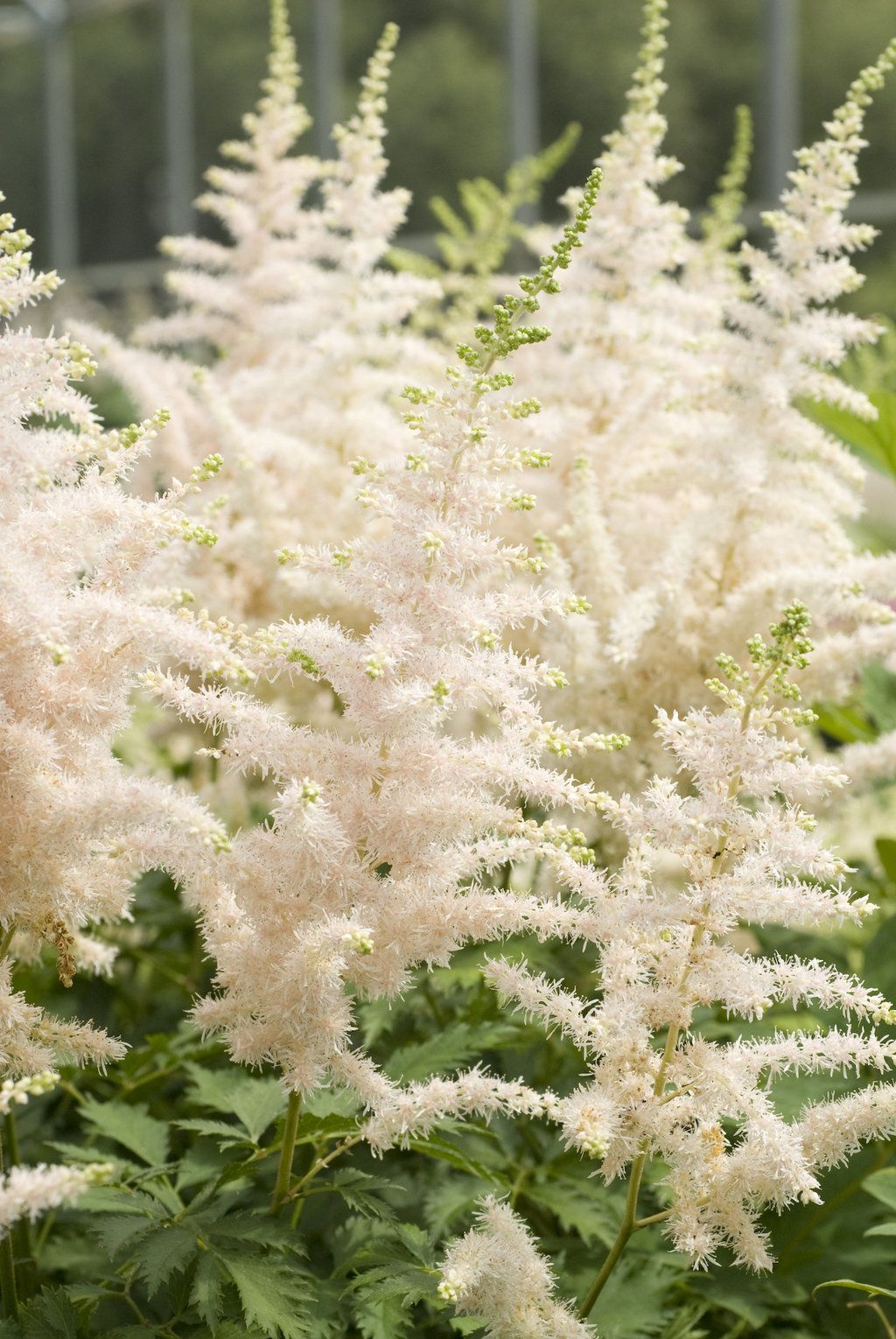 Astilbe Milk and Honey Bulbs