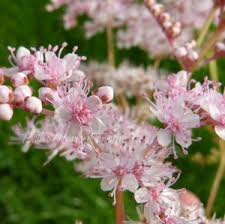 Filipendula Ulmaria Seeds True Meadowsweet Flower Seeds for Planting in Damp Meadows and Gardens