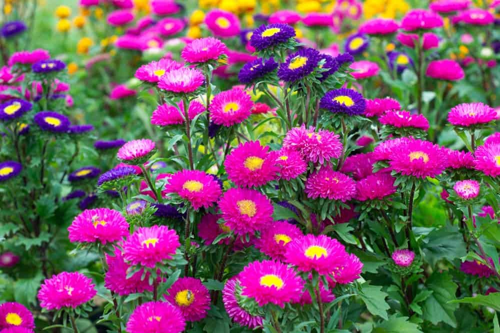 Aster Velvet Summer Mixed Colors Flower Seeds