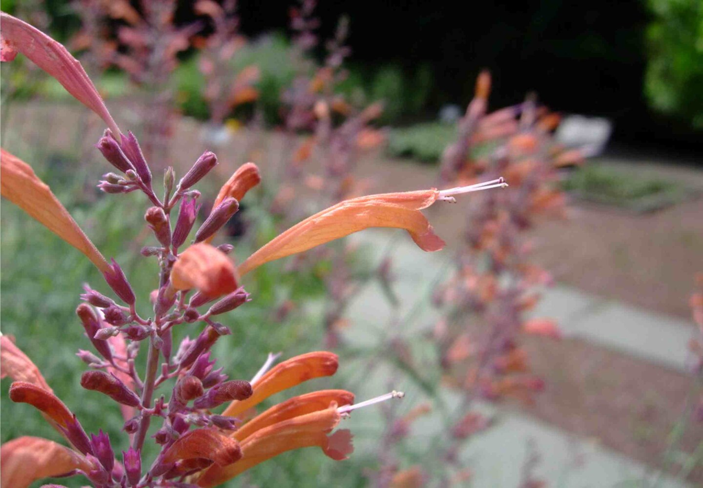 Agastache Apache Sunset