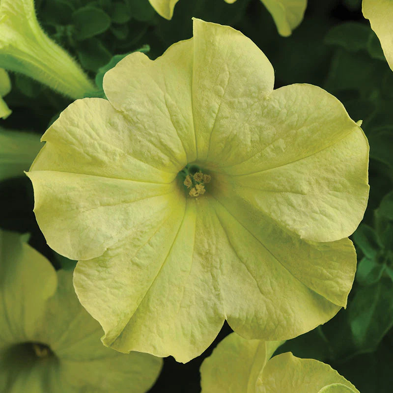 Blue Lime Green Petunia Flower Seeds for Planting - Heirloom, NON-GMO, Easy to Grow Garden Blooms seeds for planting in home garden