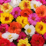 flowers high quality flower seeds for growing vibrant and colorful blooms in home gardens and landscapes organic flowers premium organic flower seeds for sustainable gardening and beautiful blossoms suitable for all climates