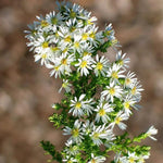 White Prairie Aster Flower Seeds for Planting, NON GMO Seeds Dhara Seeds