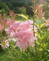 Filipendula Ulmaria Seeds True Meadowsweet Flower Seeds for Planting in Damp Meadows and Gardens