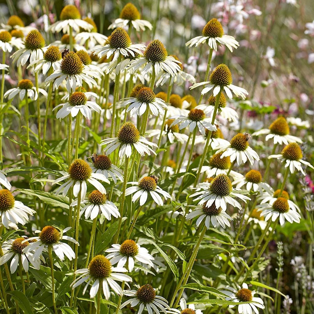 Coneflower Seeds - White Swan