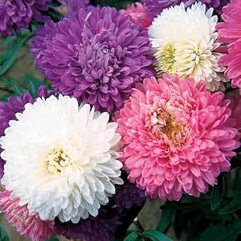 Chrysanthemum Indicum Seeds Crisantamo Flowering Seeds for Planting in Garden and Pots