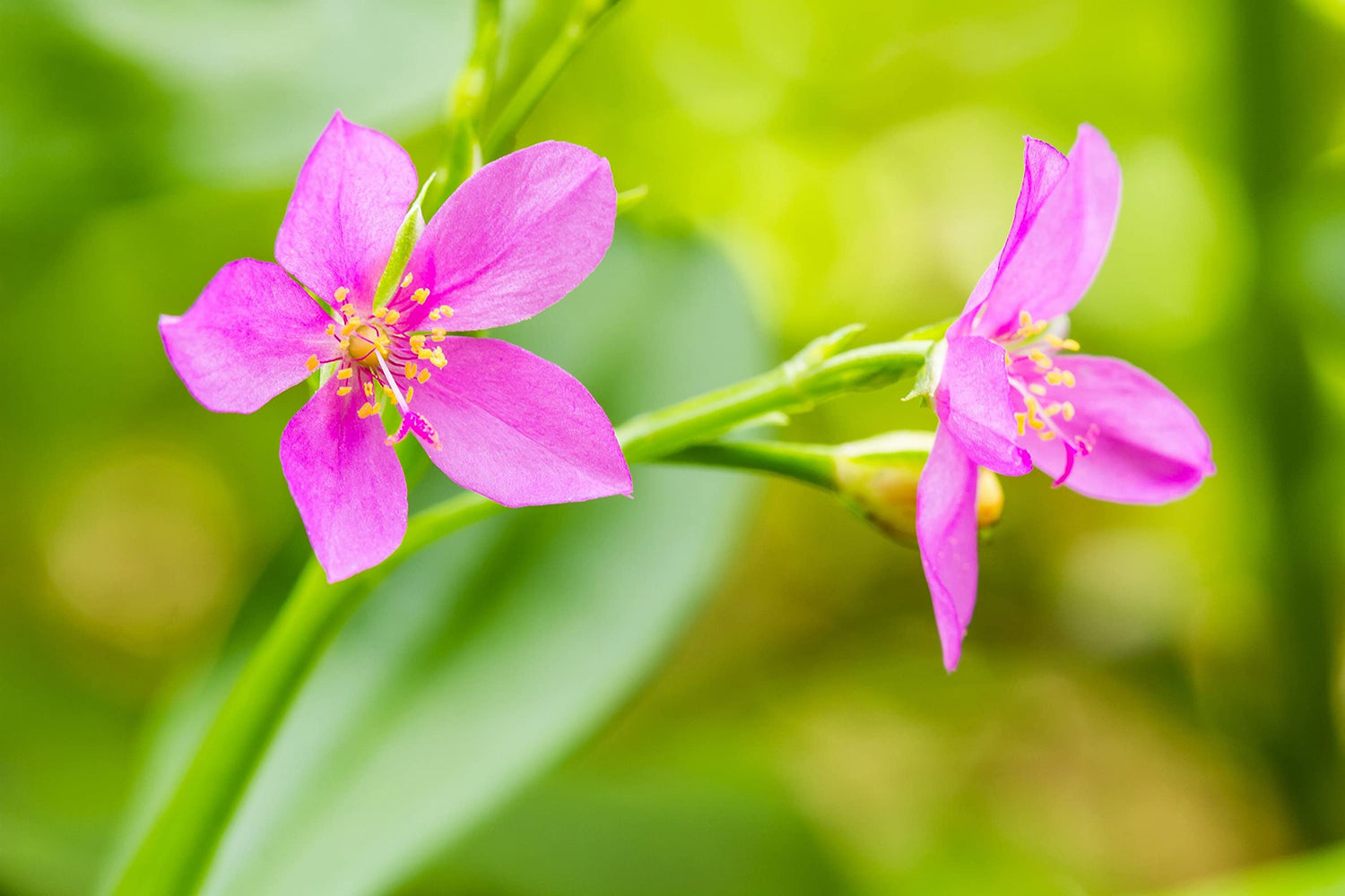 Talinum Paniculatum Seeds Fameflower Seeds for Planting in Garden Borders and Containers