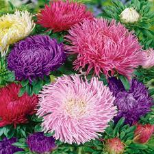 Chrysanthemum Indicum Seeds Crisantamo Flowering Seeds for Planting in Garden and Pots