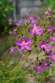 Talinum Paniculatum Seeds Fameflower Seeds for Planting in Garden Borders and Containers