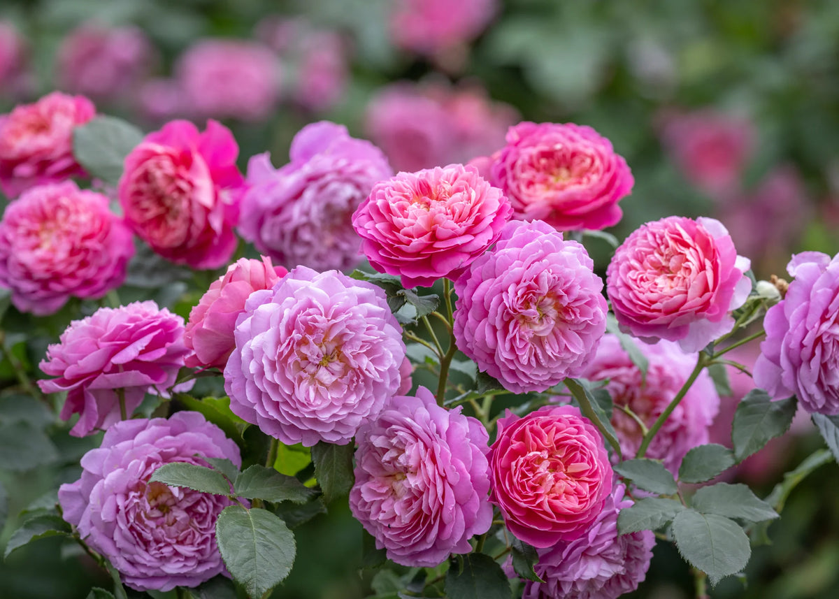 Heritage Rose Seeds – Pink David Austin Rose for Garden and Bonsai Planting