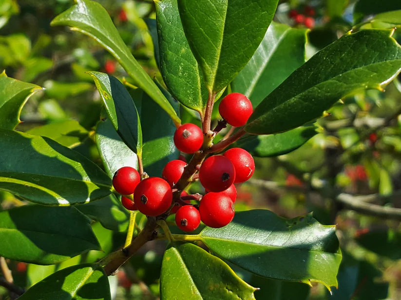 Ilex Opaca Plant Seeds for Growing Hardy and Ornamental Holly Trees