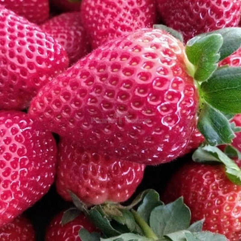 Pink Strawberry Fruit Seeds for Planting - Ideal for Home garden, Heirloom Seeds, GMO free