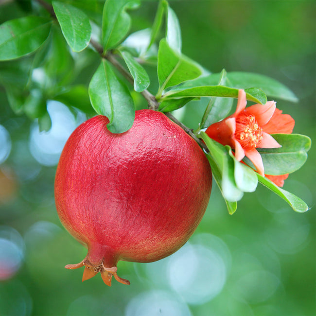 Green Pink Pomegranate Fruit Seeds for Planting - Heirloom & Non-GMO Seeds for Planting