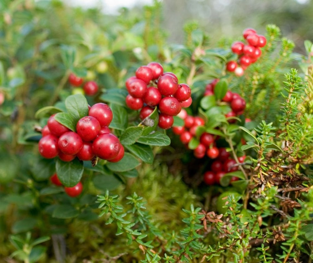 Vaccinium Vitis Fruit Seeds for Planting - Lush Berry Bushes with High Yield, Heirloom Seeds