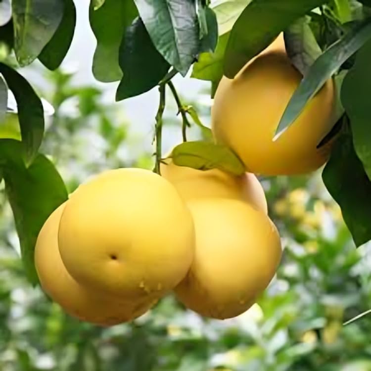 Pomelo Fruit Seeds - A Juicy and Sweet Tropical Fruit for Cultivation