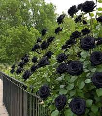 Rose Black Rose Flower Seeds