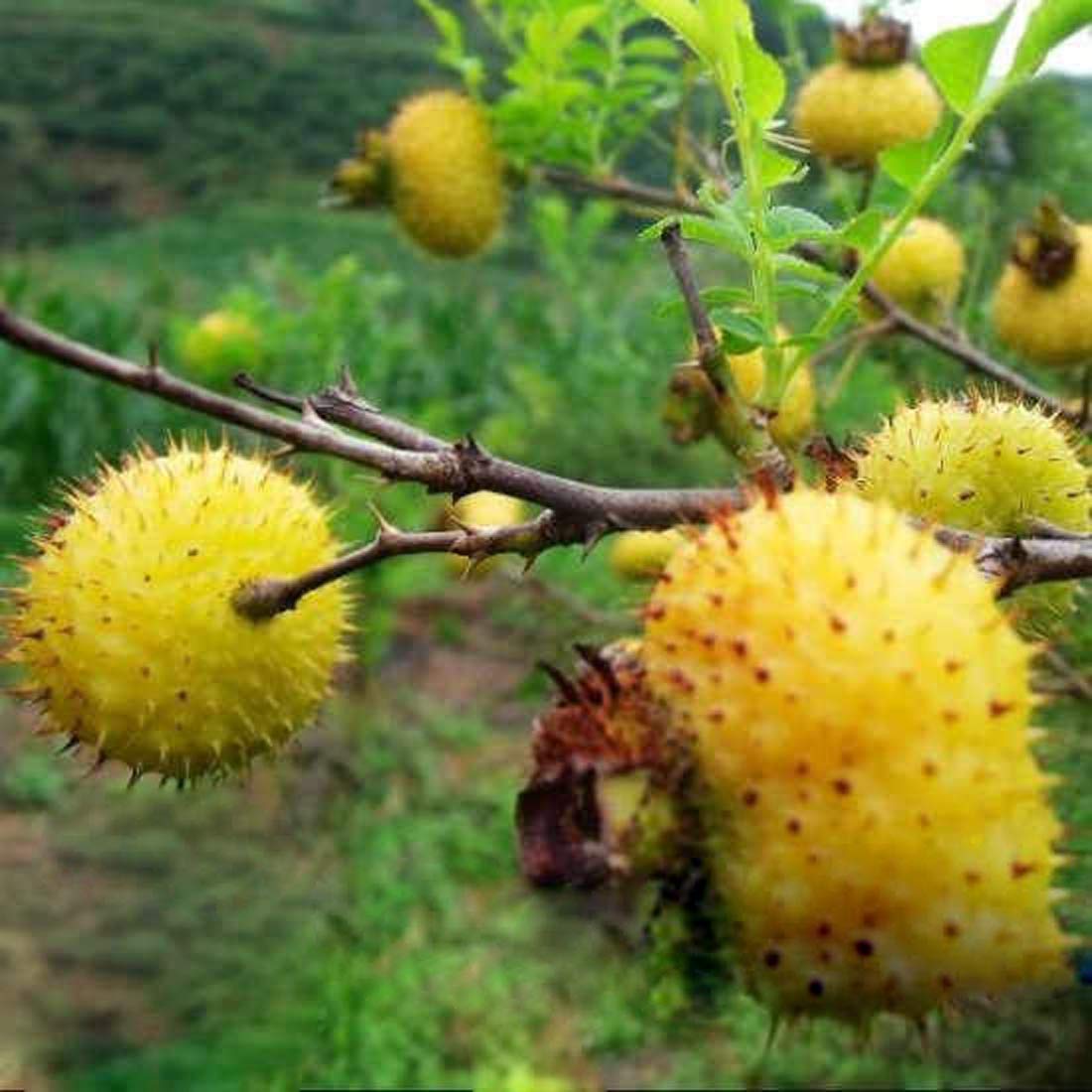 Wild Rosa Roxbunghii Fruit Seeds - Rare Fruit for Your Garden or Orchard