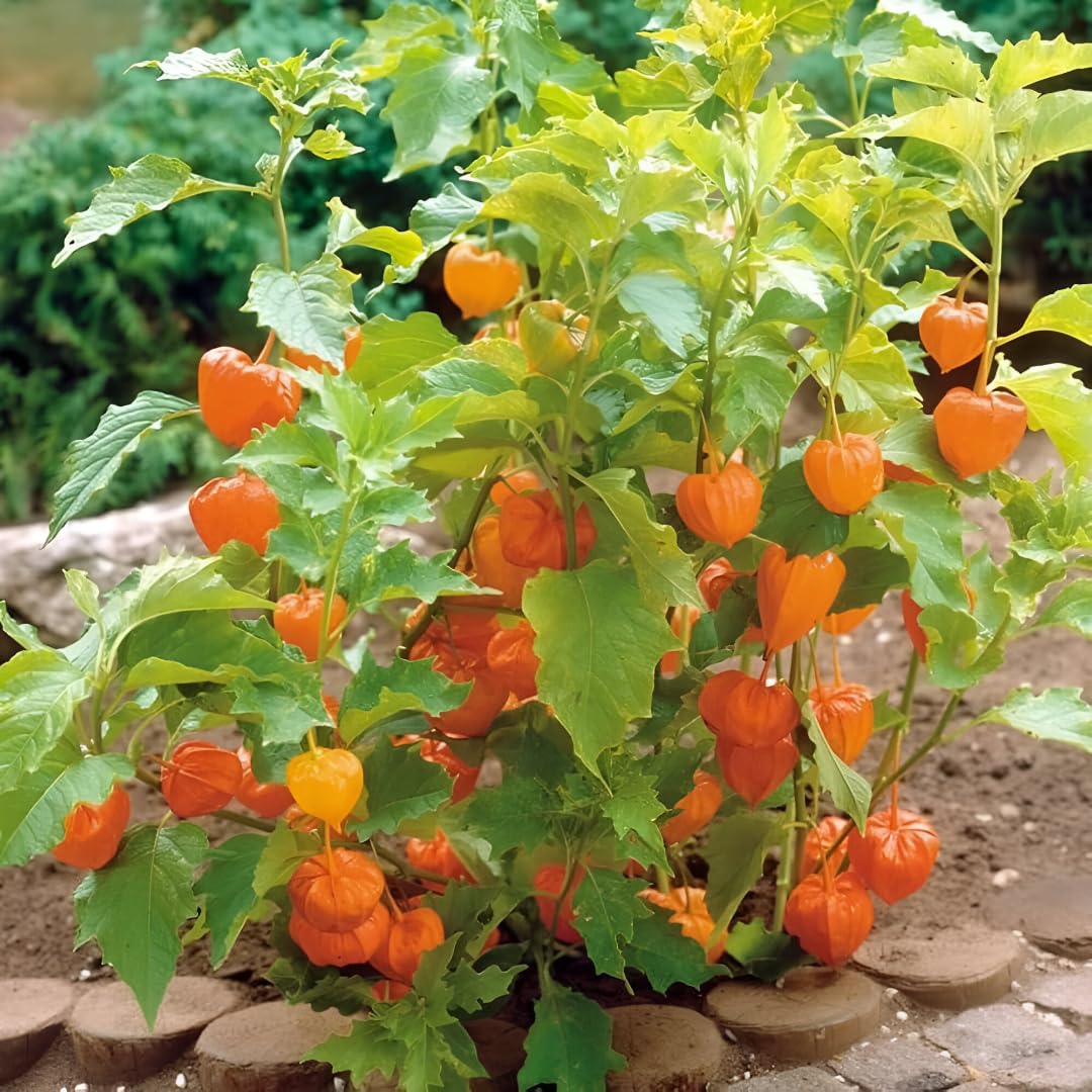 Physalis Fruit Seeds for Growing Tangy and Nutrient-Rich Berries